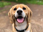 Package: Aspen / Bighorn Pet Add-On